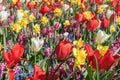 A field of flowers consisting of white tulip, red tulip, muscari, hyacinth, narcissus on a sunny spring day Royalty Free Stock Photo