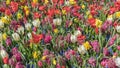 A field of flowers consisting of white tulip, red tulip, muscari, hyacinth, narcissus on a sunny spring day Royalty Free Stock Photo