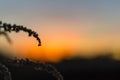 Field flowers in contrast with sunset in high contrast Royalty Free Stock Photo