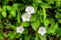 Field flowers convolvulus arvensis among the greens. Weeds in the garden Royalty Free Stock Photo