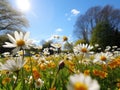 a field of flowers