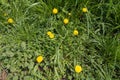 Field flowers - dandelions and grey field speedwell