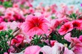 Field of flowers of different shades pink Royalty Free Stock Photo