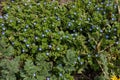 Field flowers - Erodium cicutarium, veronica polita, dandelions