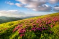 A field of flowers in the evening in the mountains. Summer landscape during flower blooms. Grass on mountain slopes.