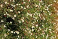 Field of flowers fieldflowers red White pink yellow green