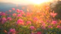 Field of flowers with golden sunset Royalty Free Stock Photo