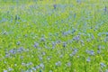 Field flowers and grass background. Royalty Free Stock Photo