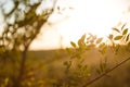 Field flowers, herbs and leaves in beautiful sunset light. Blurry background, copy space. Contryside life, freedom, summer