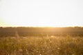 Field flowers, herbs and leaves in beautiful sunset light. Blurry background, copy space. Contryside life, freedom, summer