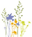 Field flowers, herbs and plants, vector, traced Royalty Free Stock Photo