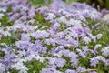 Field of flowers