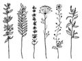 Field Flowers with leaves. Set of Wedding botanical Wild plant with buds. Botanical organic spring herb. Engraved hand