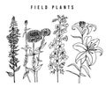 Field Flowers with leaves. Set of Wedding botanical Wild plant with buds. Botanical organic spring herb. Engraved hand