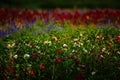 Field of flowers