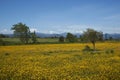 Field of flowers in Maule, Chile