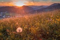 Field flowers on a meadow in the foreground of rural landscape Royalty Free Stock Photo