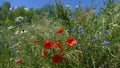 Field flowers on the meadow.