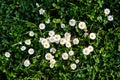 Field flowers with Mexican fleabane