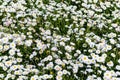 Mexican fleabane or Mexican Daisy