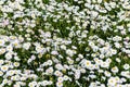 Mexican fleabane or Mexican Daisy