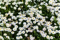 Mexican fleabane or Mexican Daisy