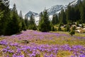 Field with flowers in mountain valley. Natural summer landscape, Colorful spring landscape in Carpathian mountains with fields of Royalty Free Stock Photo