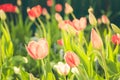 Field flowers pink tulips. Beautiful nature scene with blooming tulip in sun flare/ Summer flowers. Summer background Royalty Free Stock Photo