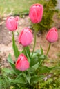 Field flowers pink tulips. Spring background. Beautiful meadow/Beautiful nature scene with pink blooming tulips Royalty Free Stock Photo