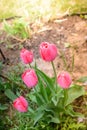 Field flowers pink tulips. Spring background. Beautiful meadow/Beautiful nature scene with pink blooming tulips Royalty Free Stock Photo