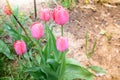 Field flowers pink tulips. Spring background. Beautiful meadow/Beautiful nature scene with pink blooming tulips Royalty Free Stock Photo