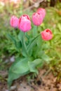 Field flowers pink tulips. Spring background. Beautiful meadow/Beautiful nature scene with pink blooming tulips Royalty Free Stock Photo