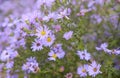 Blue cornflowers. Beautiful flowers with bokeh Royalty Free Stock Photo