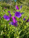 Purple flowers of viper bugloss (echium plantagineum