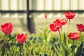 field flowers red tulip. Beautiful nature scene with blooming red tulip/ Summer flowers. Beautiful meadow. Spring background Royalty Free Stock Photo