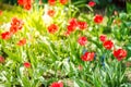 field flowers red tulip. Beautiful nature scene with blooming red tulip in sun flare/ Summer flowers. Beautiful meadow. Summer Royalty Free Stock Photo