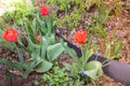 Field flowers red tulip. Beautiful nature scene with blooming red tulip/ Spring background. Beautiful meadow Royalty Free Stock Photo