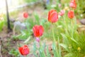 Field flowers red tulip. Beautiful nature scene with blooming red tulip/ Spring background. Beautiful meadow Royalty Free Stock Photo