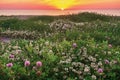 Field with flowers on the sea side with orange sunset sky background