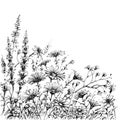 Field flowers sketch