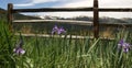 a field of flowers near a fence with snow capped mountains in the background Royalty Free Stock Photo