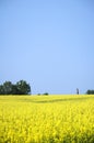 Field of flowers in spring