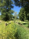 Field with flowers, stream and fence Royalty Free Stock Photo