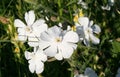 Field flowers