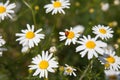 Field flowers in summer. At the center white daisy flower with a ladybug on it in the garden, on the background of blurred grass. Royalty Free Stock Photo