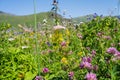 Field of flowers. Summer flower meadow - floral background banner. Royalty Free Stock Photo