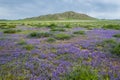 Field with flowers in summer Royalty Free Stock Photo