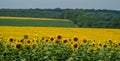 A field with flowers of sunflower against the background of the grove. Royalty Free Stock Photo