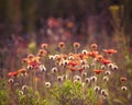 field of flowers at sunset with back lighting