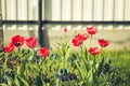 Field flowers tulip. Beautiful nature scene with blooming red tulip/Summer flowers. Beautiful meadow. Spring background Royalty Free Stock Photo